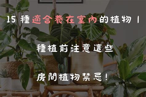 房間適合的植物|15 種適合養在室內的植物｜種植前注意這些房間植物 